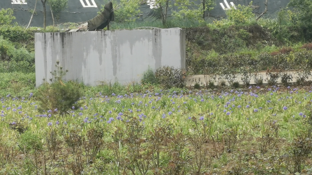 “优秀示范村”的尴尬：污水处理站长期“沉睡”农民自建厕所不敢用(图3)