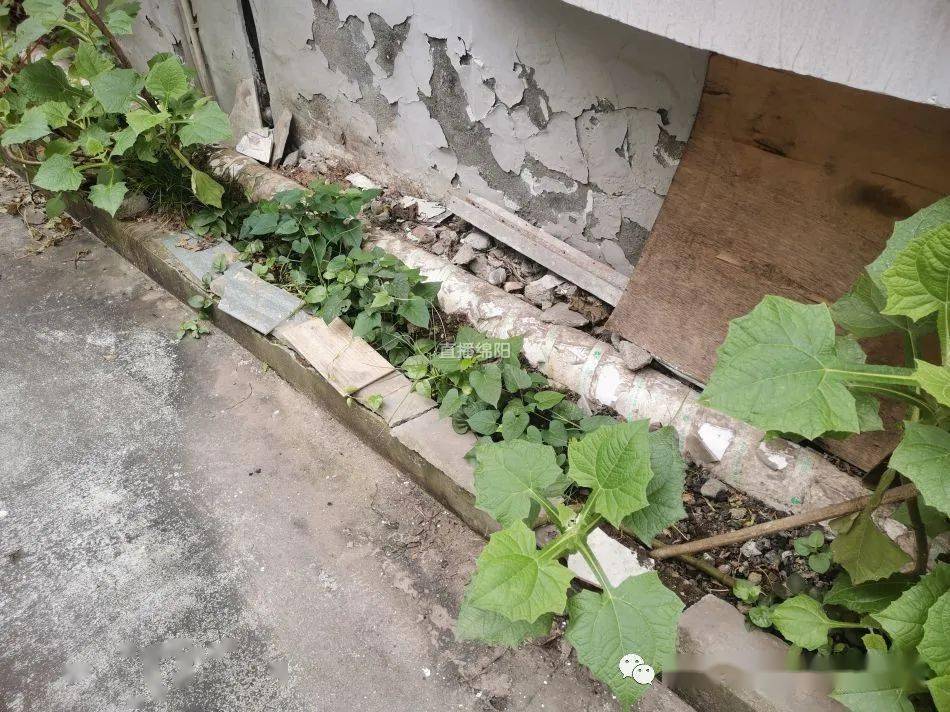 居民反映小区排污管堵塞物业：一个月内解决(图3)