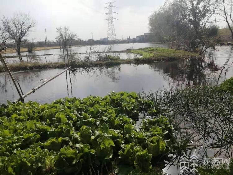 世外桃源被黑臭河围村？扬中经济开发区污水漫堤近百亩农田受损！(图3)