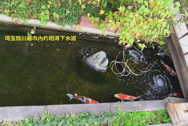 为什么日本的下水道是不臭的？(图7)