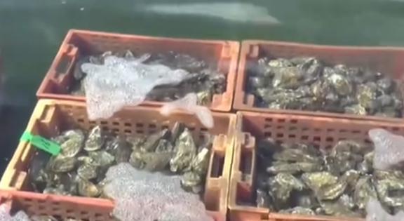日本排污后远离海鲜？错！新疆海鲜养殖成功干净无污染放心吃(图10)