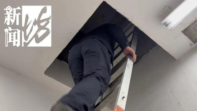 香水喷喷就没了？上海阿姨把自家房子给猫住！楼道里一股味道邻居崩溃(图6)