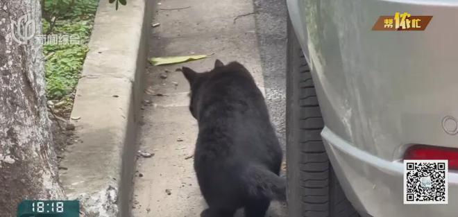 香水喷喷就没了？上海阿姨把自家房子给猫住！楼道里一股味道邻居崩溃(图1)