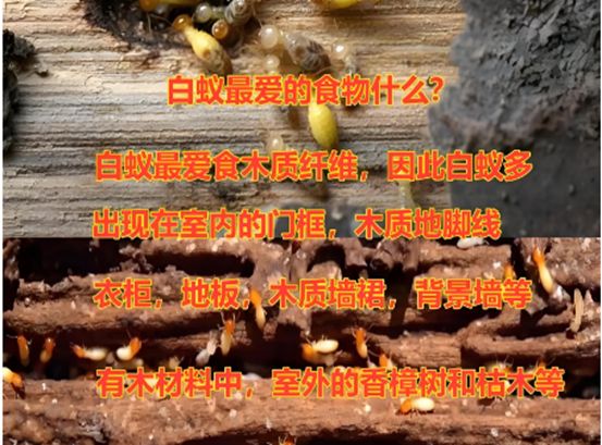 乐山白蚁消杀治理电话乐山白蚁防治中心附近专业灭公司(图1)