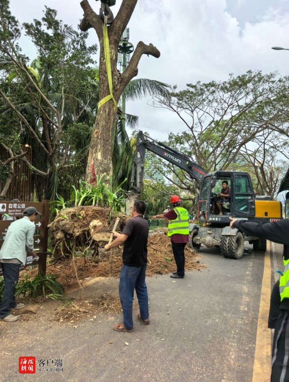 海南省住建厅党员突击队跨市县支援三亚园林绿化加速修复(图1)