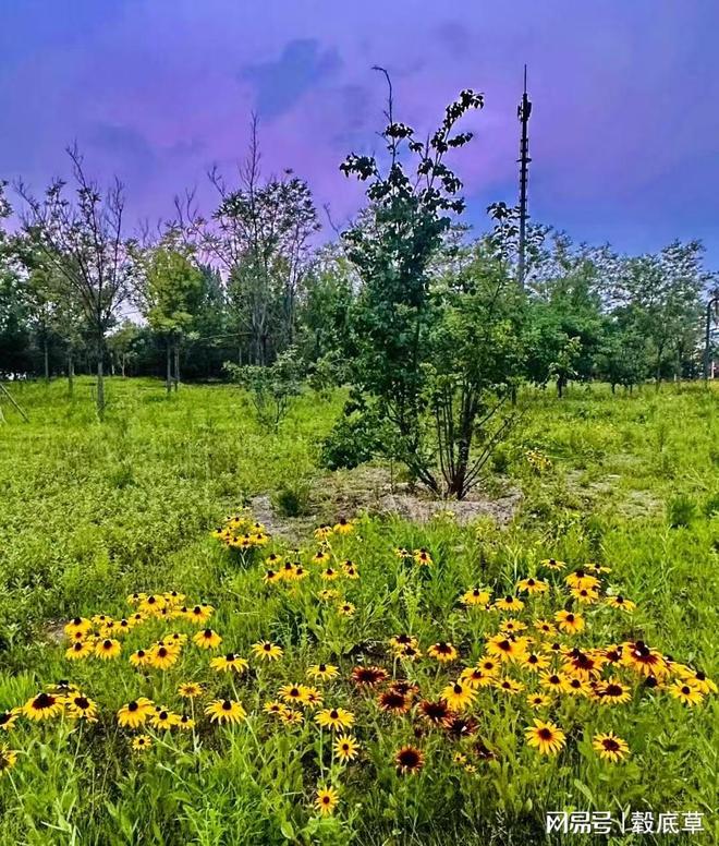 排水渠：公共卫生管理的奠基石(图1)