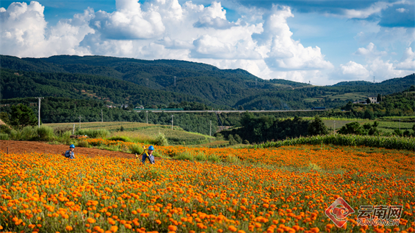 云南曲靖：电力“满格”护航滇东花漾映全球(图1)