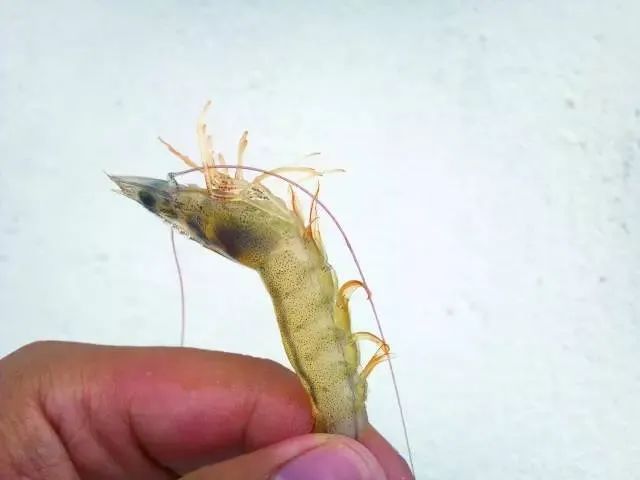 高效排污新选择！池塘专用排污管件如何助力生态与效益双提升？(图1)