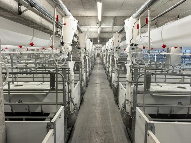 探访四川安岳无人养猪新模式(图1)