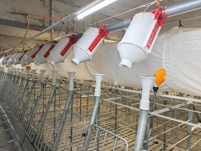 探访四川安岳无人养猪新模式(图3)