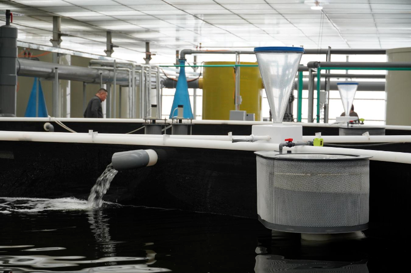 甘肃临洮:洮水养出“致富虾”(图2)