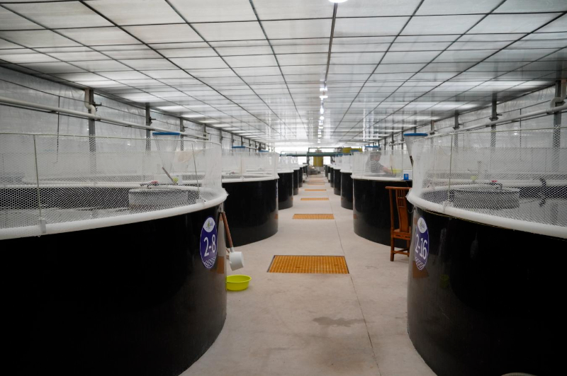 甘肃临洮:洮水养出“致富虾”(图1)