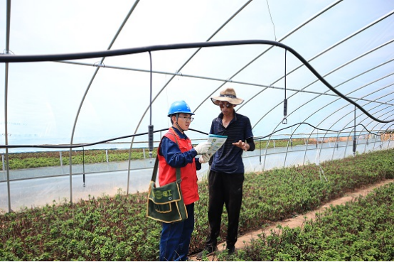 国网庆阳供电公司：春灌保电到田间护航金银花“致富路”(图1)